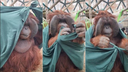 Everyone's obsessed with Patrick the orangutan and his double knot