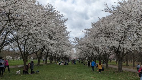 Philadelphia's cherry blossom peak bloom is almost here