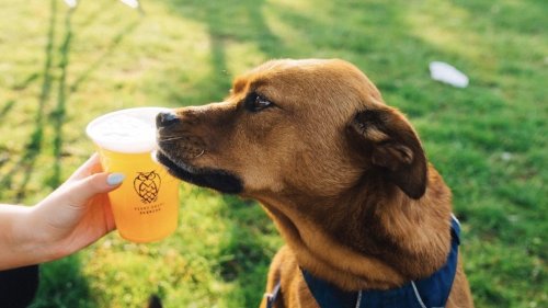 Patios That Are Dog Friendly