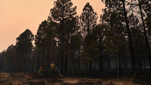 Forest Service says it caused New Mexico's largest wildfire
