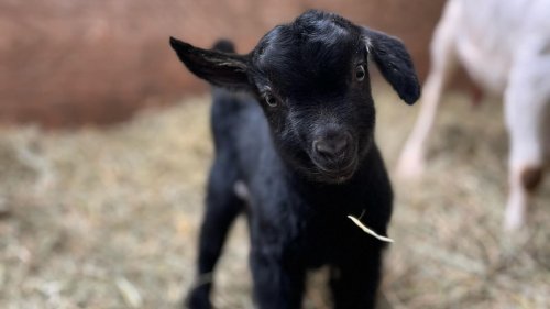 It's baby goat snuggling season in Virginia