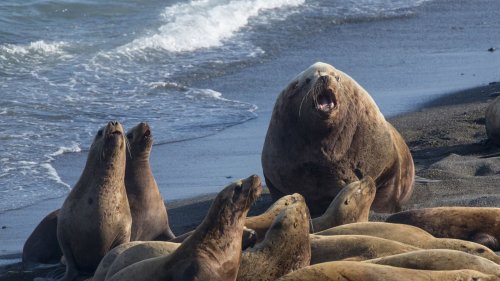 2,500 dead seals found on Russian coastline