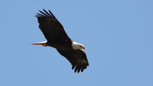 Endangered Species Act turns 50, saves hundreds of species