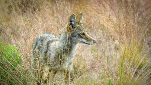 Portland's urban coyotes are here to stay