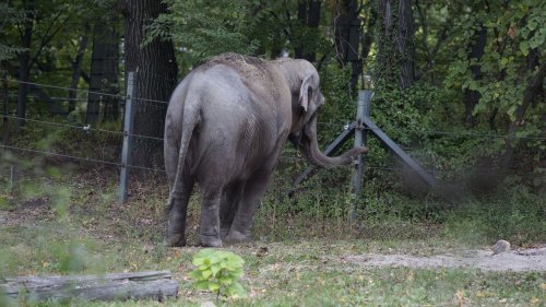 elephants are not birds brave books elephants are not birds brave books
