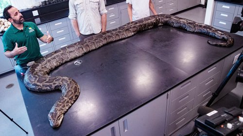 Record Burmese python means trouble for Everglades