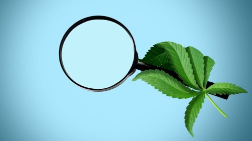 Trying cannabis? Read this before you do