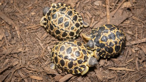 Endangered tortoises have three hatchlings at Houston Zoo