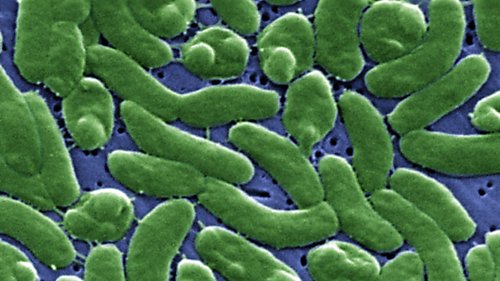 CDC issues alert on rare "flesh-eating" bacteria in coastal waters
