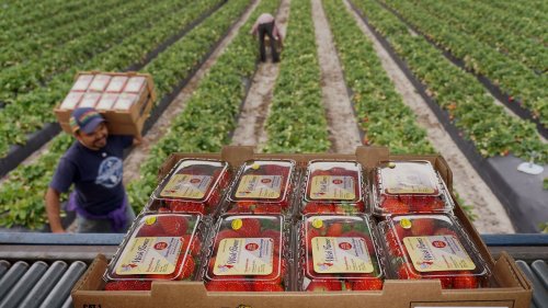 Florida's strawberry industry threatened by climate change