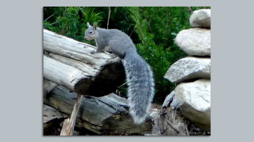 Western gray squirrel listed as endangered in Washington state