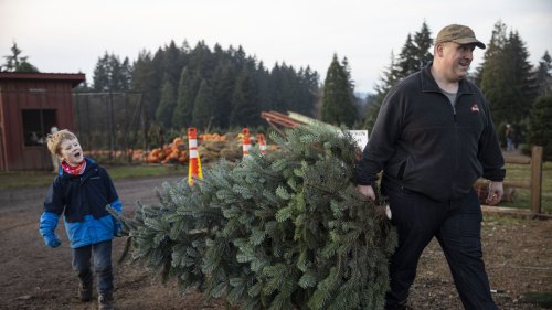 Real Christmas tree industry is booming amid pandemic