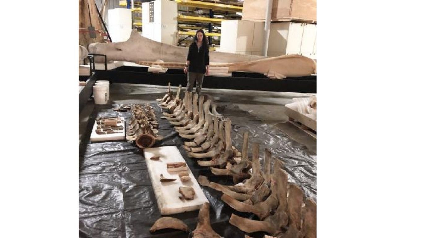 New whale species identified in the Gulf of Mexico