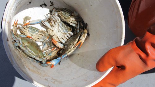 Chesapeake Bay blue crab population plunges near record low