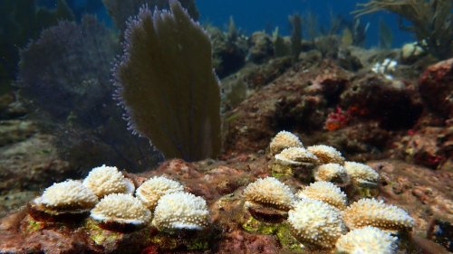 Scientists start returning rescued corals after deadly Florida heat wave