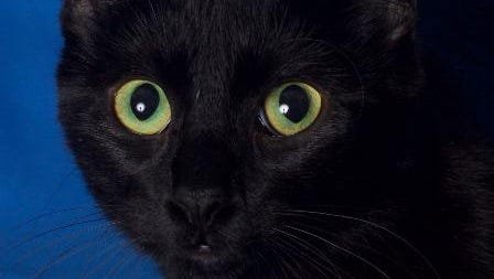 The black cat stigma: How did these felines become associated with bad luck and Halloween?