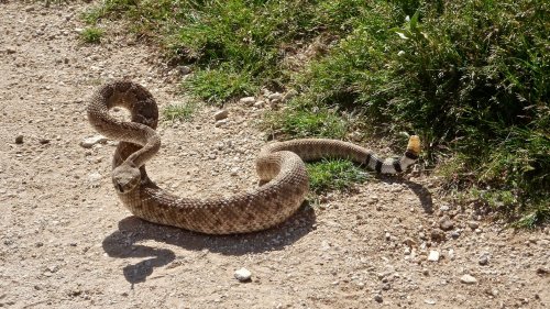 What happens if a rattlesnake bites you? Here's everything you should and shouldn't do
