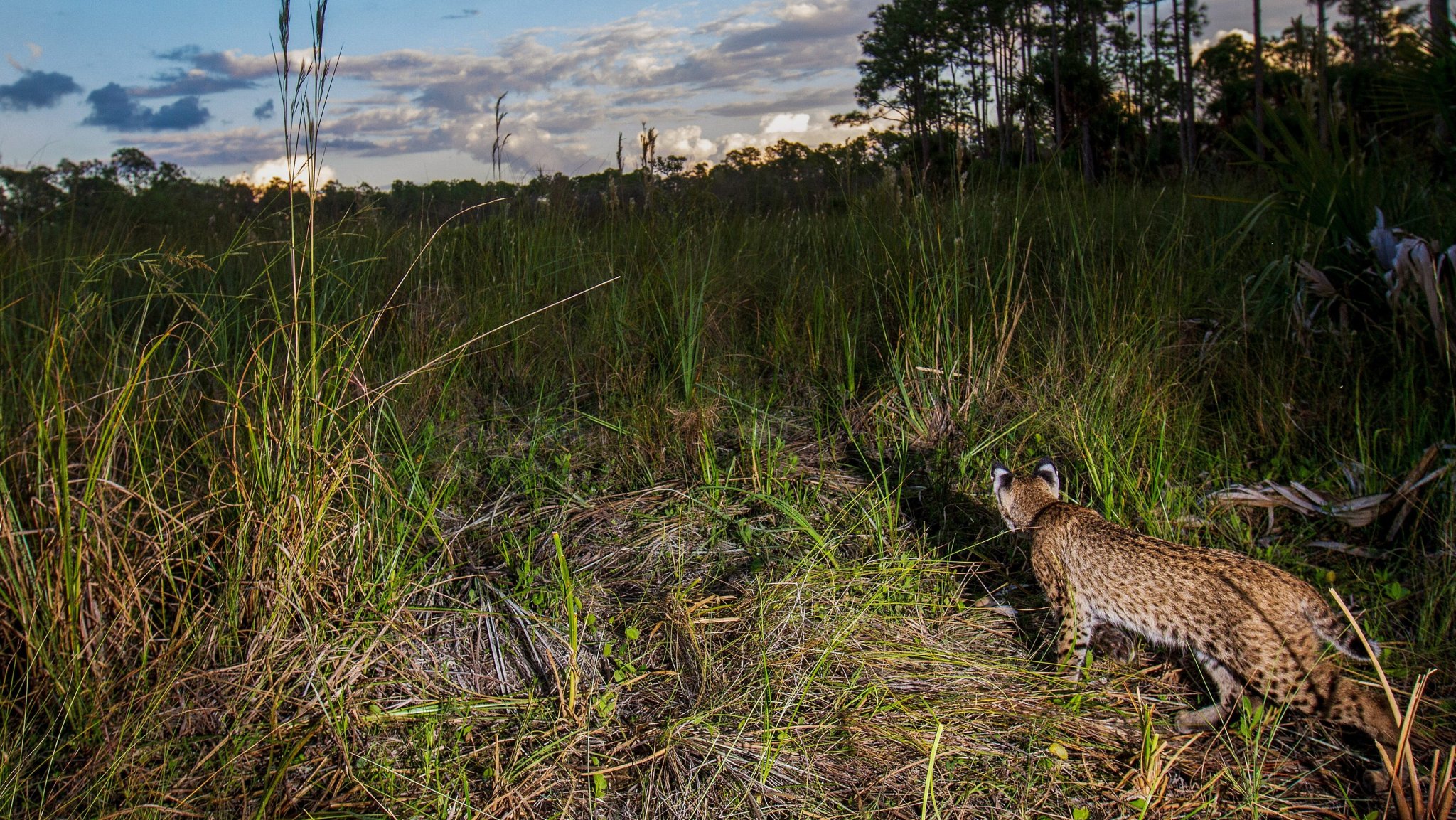 Gila County officials confirm bobcat near Timber Campground tested positive for rabies