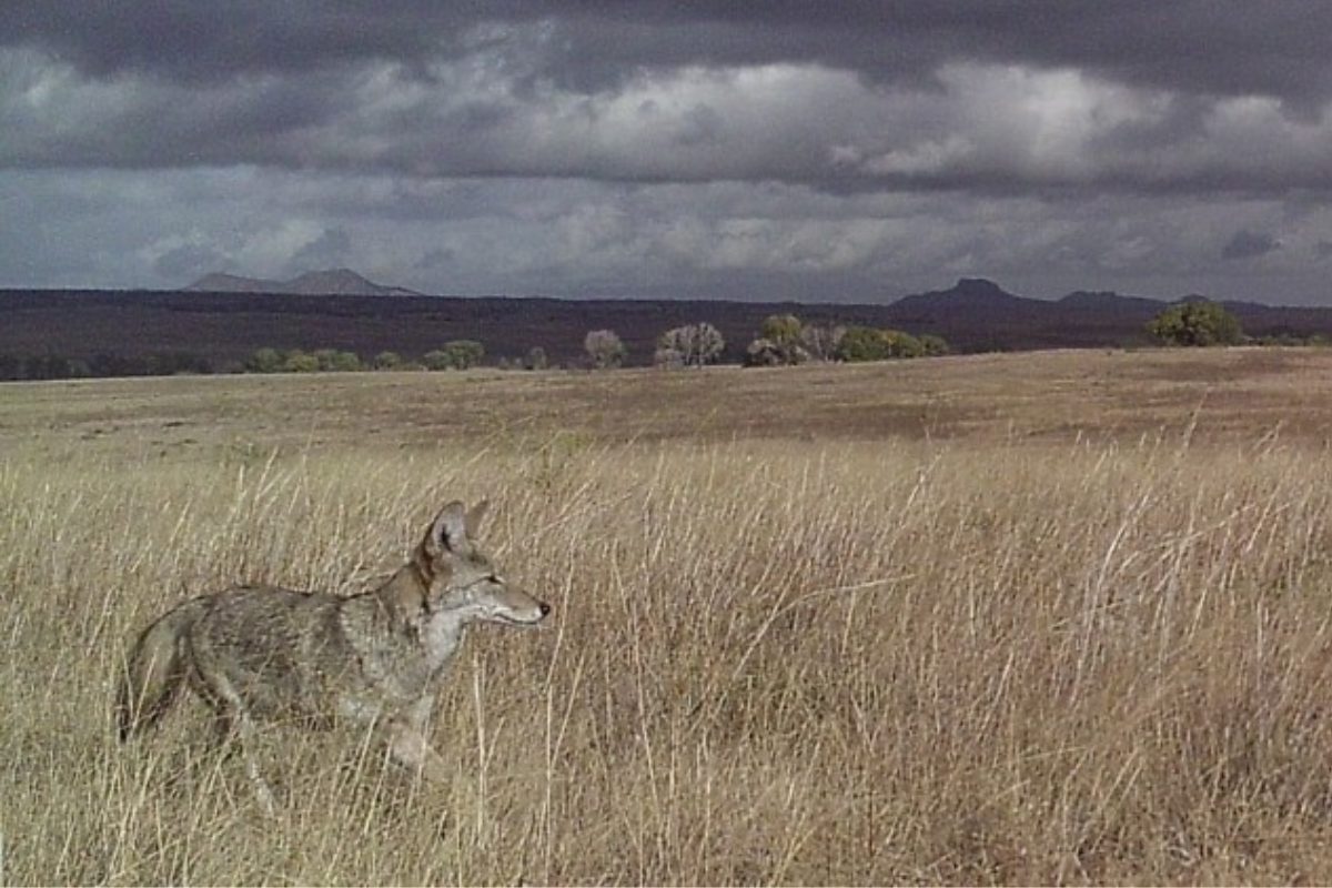 Organization Captures Thousands of Photos of Wildlife Living Along the U.S. and Mexico Border