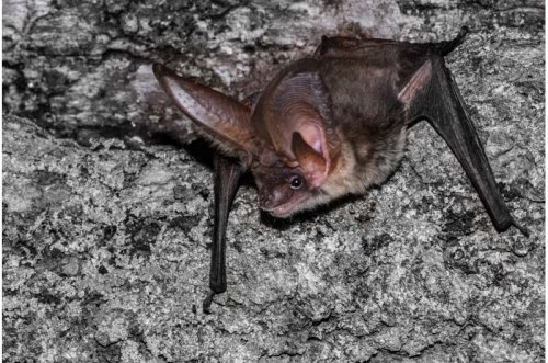 Research team shows island bats are valuable allies for farmers