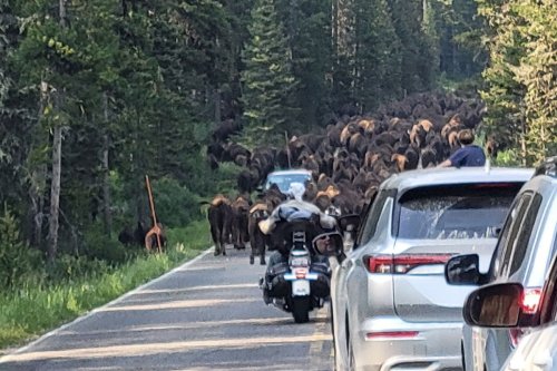 A biker gang comes face-to-face with a bison herd: "We’re surrounded"