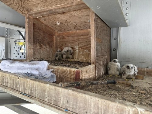 These peregrine falcons return to a bridge in NYC every year to have babies