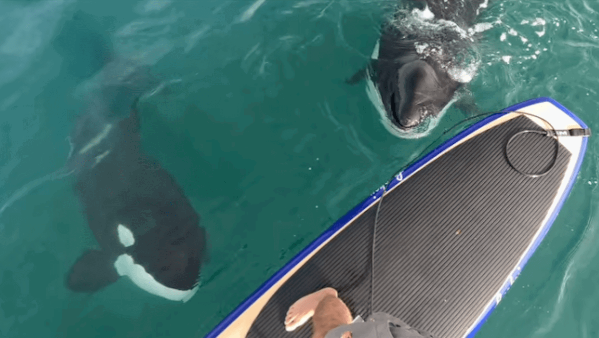 Were Orcas Thinking About Eating This Paddle Boarder?