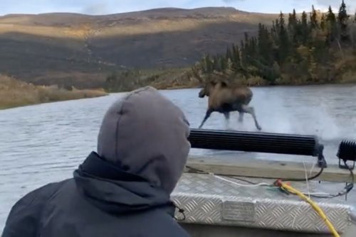 Jesus moose?! A viral video of a moose running on water is going viral again