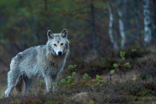 Not to freak you out or anything, but wolf-dogs are on the loose in California