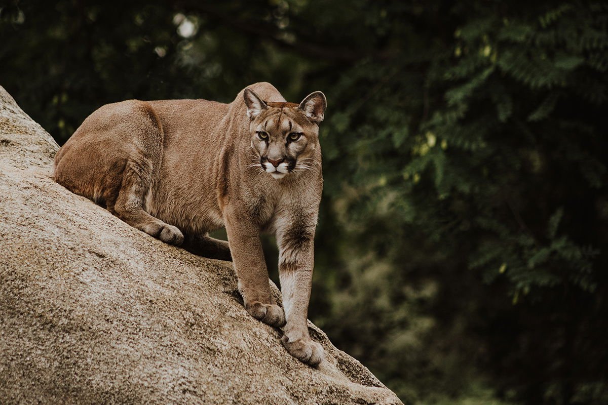 4 Mountain Lion Myths to Stop Believing Right Now