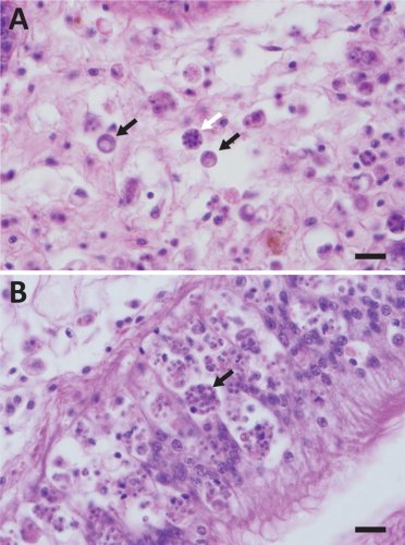 New cause found for intensification of oyster disease