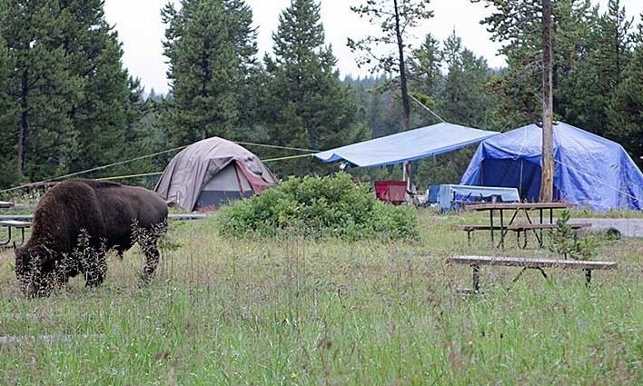 The 10 Best Campgrounds Near Yellowstone