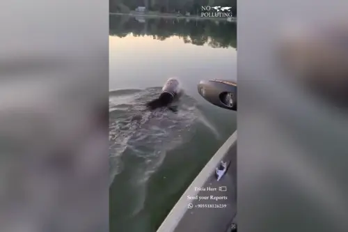 Watch this family on a boat save a swimming bear stuck in plastic