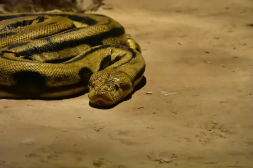 See what a record-breaking 26-foot long anaconda looks like up close