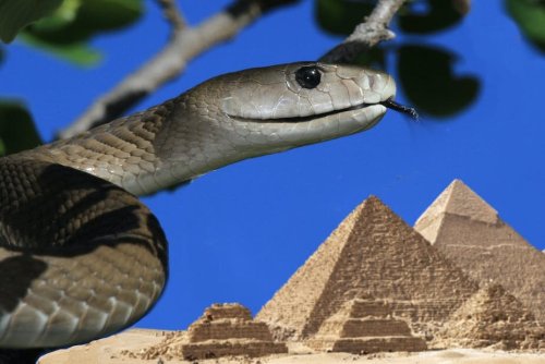 Ancient Egypt had far more venomous snakes than the country today, according to new study of a scroll