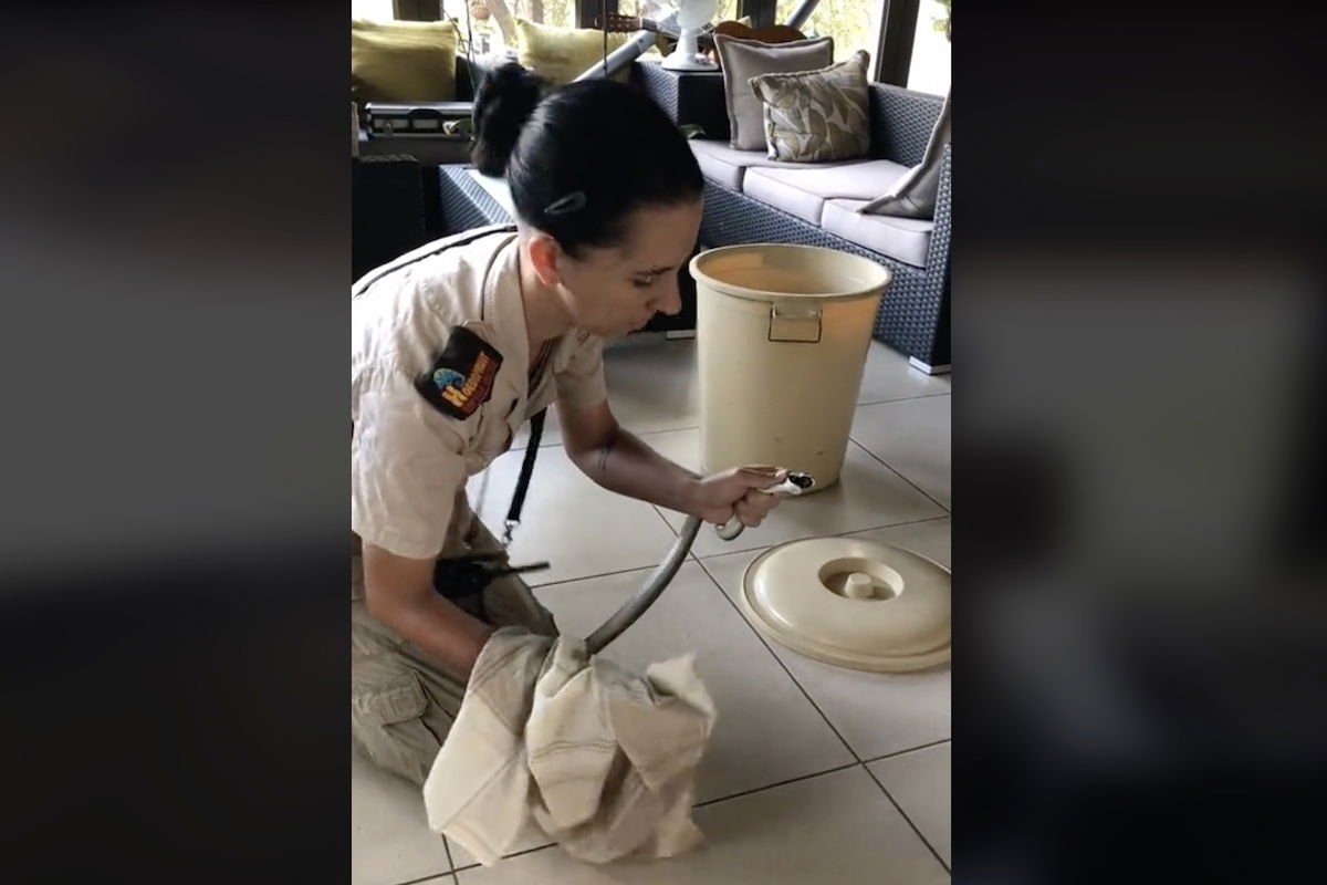 This woman is calm as can be while catching Africa's deadliest snake