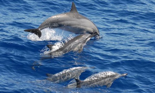This megapod of spinner dolphins displays acrobatics you have to see to believe