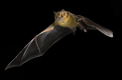 How bats evolved to avoid cancer
