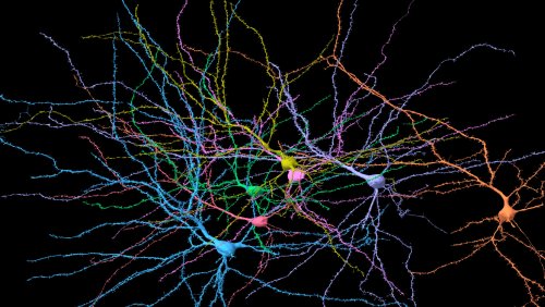 New study reveals brain's fractal-like structure near phase transition, a finding that may be universal across species