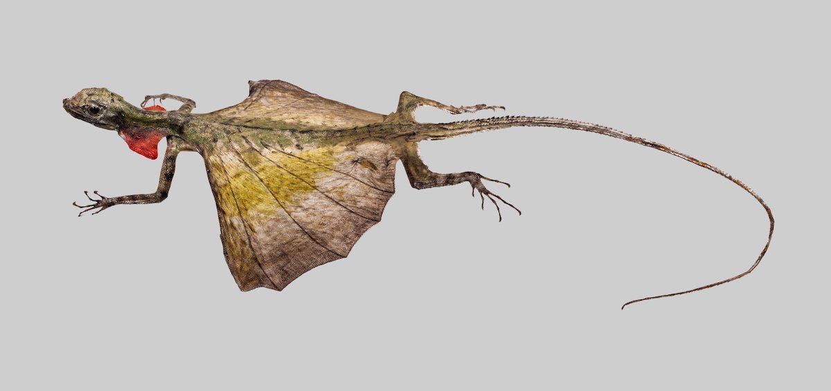 Imagine Dragons: 5 Lizards That Look Like Mythical Beasts