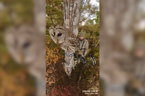 This video of a hunter and an owl is shocking if nothing else
