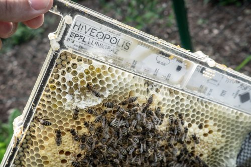 A robotic beehive to prevent honeybees from dying due to 'chill coma'