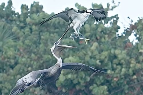 Watch an osprey and a pelican duke it out mid-air over a fish