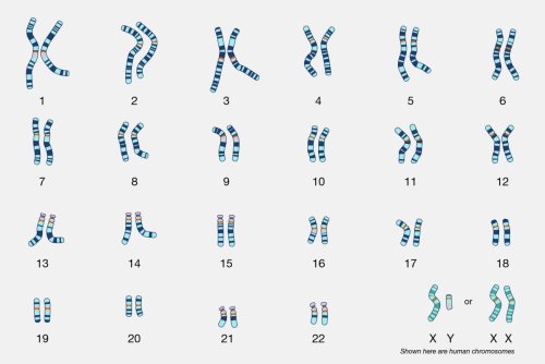 Sex chromosomes responsible for much more than determining sex, study shows