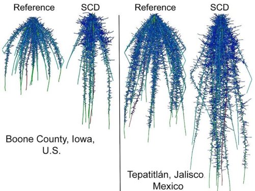 Study shows 'steep, cheap and deep' roots help corn plants deal with drought