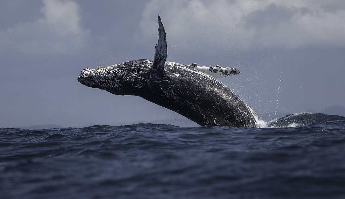 20 Spots for Whale Watching in North America