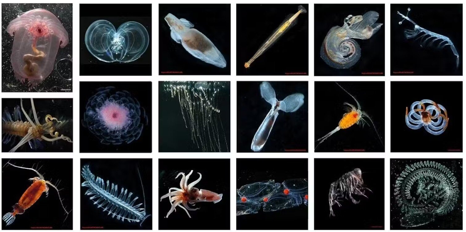 Deep-sea mining threatens sea life in a way no one is thinking about: By dumping debris into the thriving midwater zone