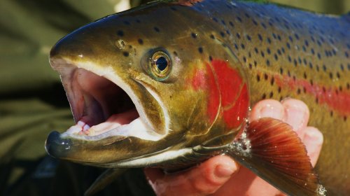 Researchers explore ways to make hatchery steelhead more like wild fish