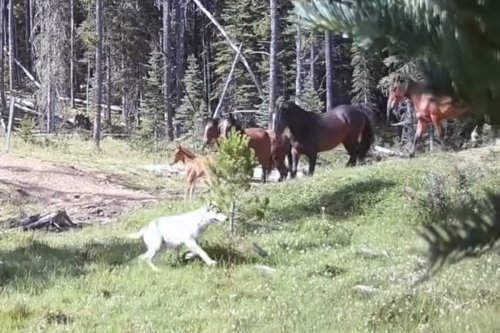 An unbelievable showdown between wild horses and wolves was caught on camera