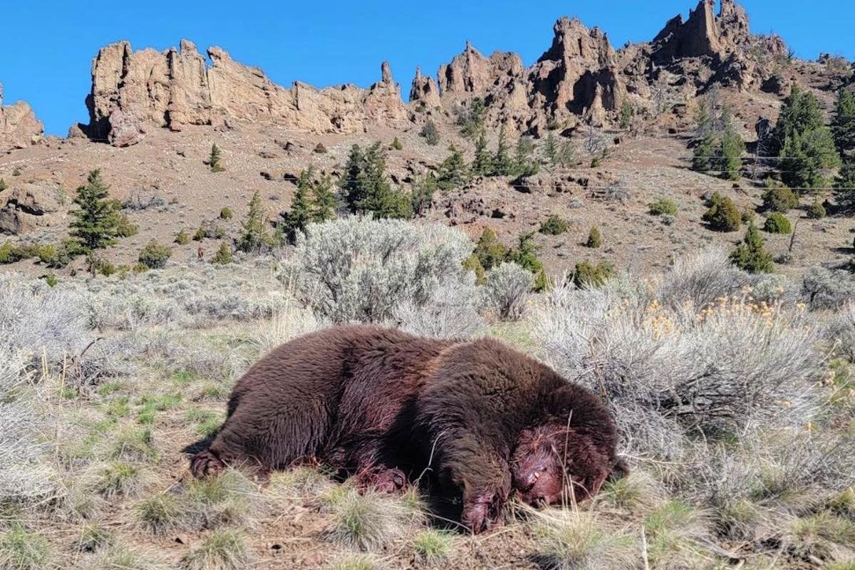 Hunter Charged for Killing Grizzly Bear Outside of Yellowstone